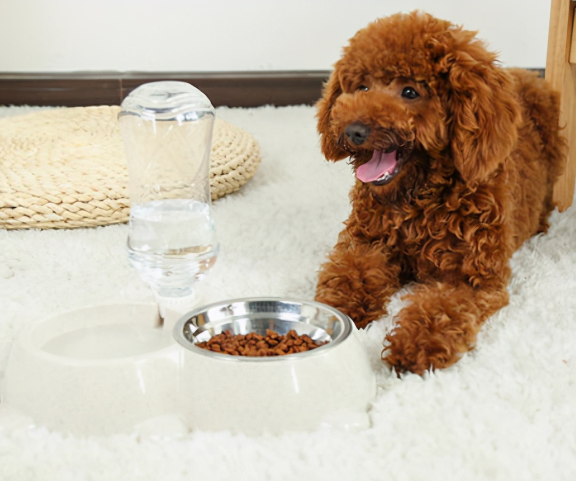 泰迪犬有什么优点与缺点呢,泰迪犬的优点及缺点详细介绍