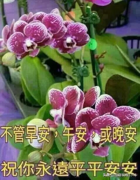 暖心问候语动态图,问候祝福语动态图片大全