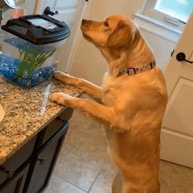 这几种狗别看体型大实则胆小如鼠,这7种狗超护主养一只安全感满满