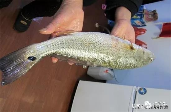 好吃不贵的海鲜种类有哪些,最好吃又最常见海鲜有几种