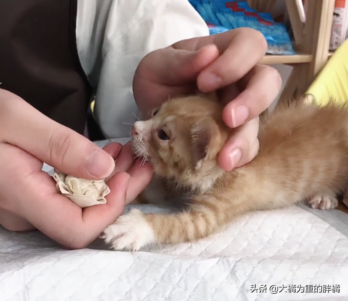 流浪小猫被丢弃遇见好心人被收养,流浪小猫蜷缩在马路小伙暖心救助