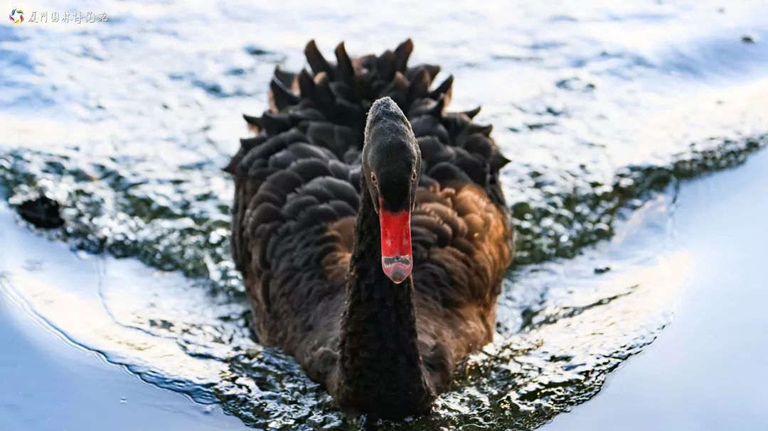 速来！园博苑有让*欲人**罢不能的季相变化之美，还有众多萌物陪伴你~