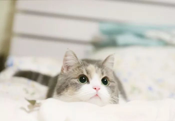 猫咪肠胃炎禁水禁食多久恢复健康,猫咪肠胃炎的症状及治疗方法