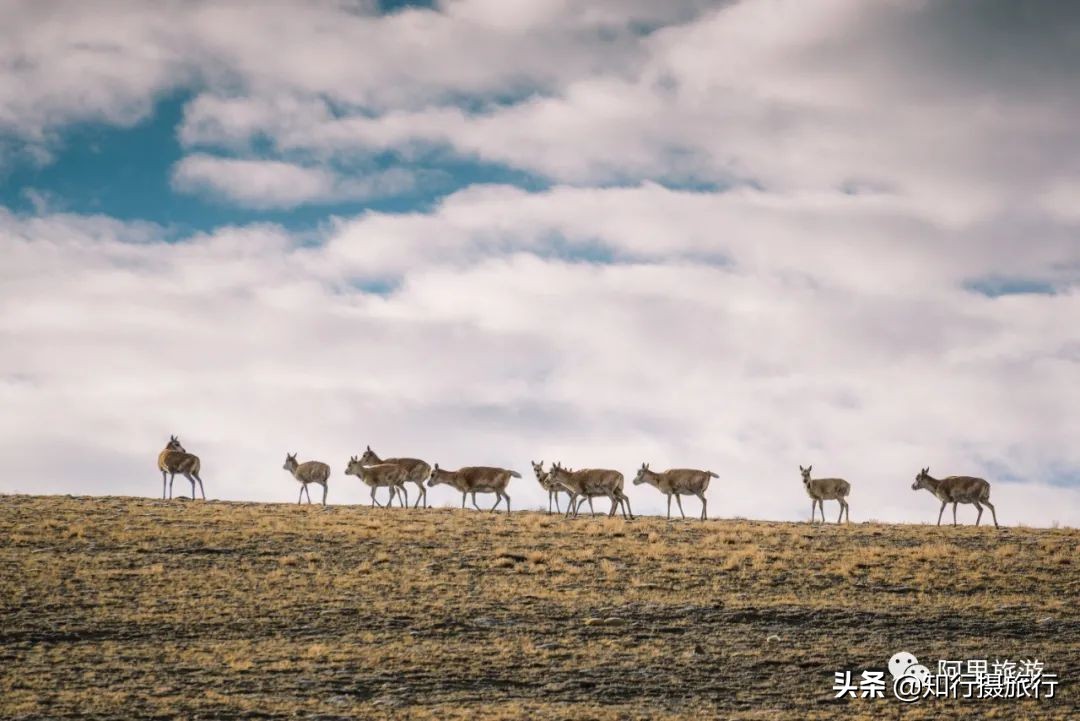 西藏阿里探索之旅,阿里环线探秘之旅第十天