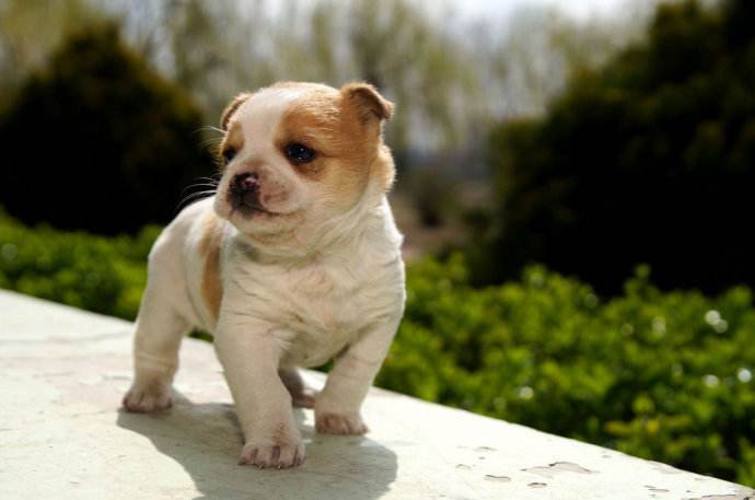 如何饲养可以延长狗狗寿命,狗狗延缓衰老的方法