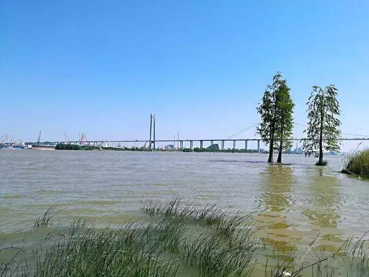 麦鲮为何能称霸两广水域,为什么麦鲮只能在珠江生存