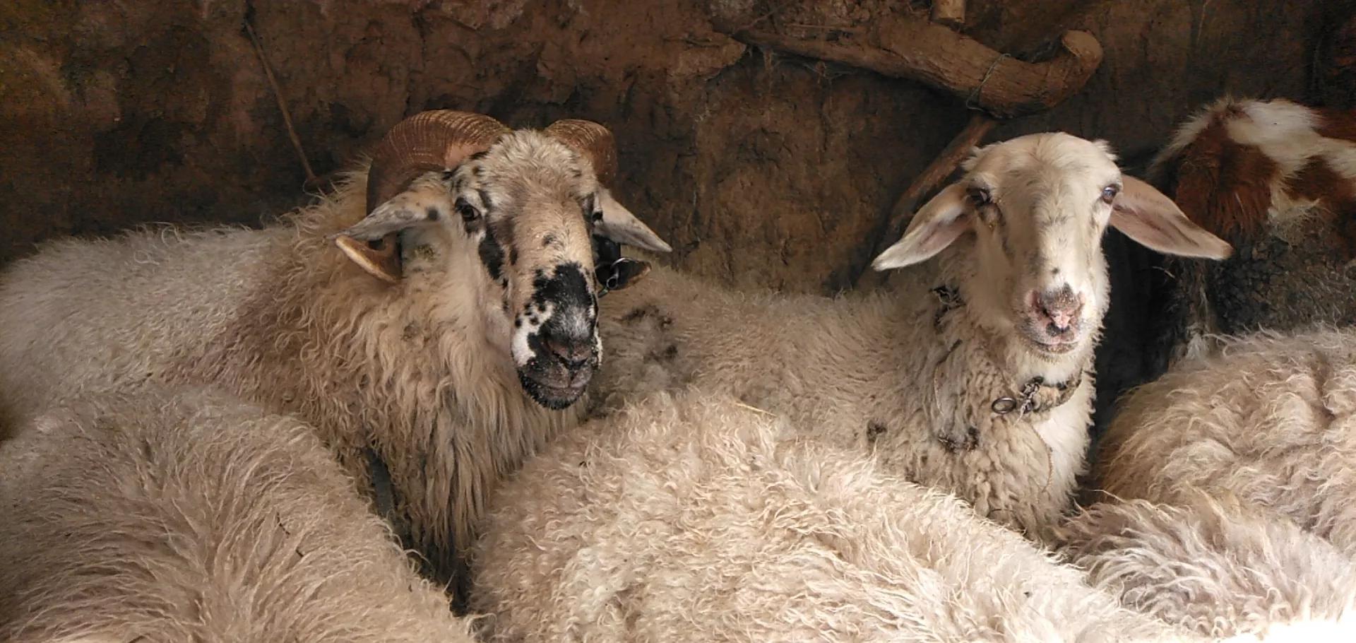 养殖一头母猪赚多少钱,农村养殖五头母猪能不能赚钱