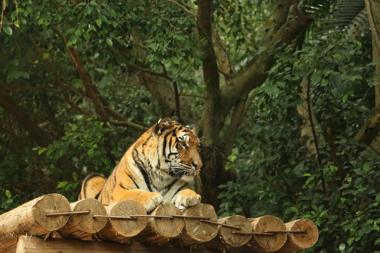 济南野生动物园门票2020年9月,2022年乌鲁木齐野生动物园门票