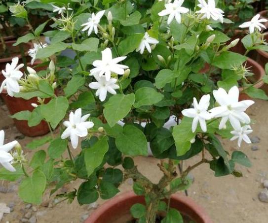 茉莉花换盆后出现僵苗怎么处理,茉莉花僵苗怎样解决