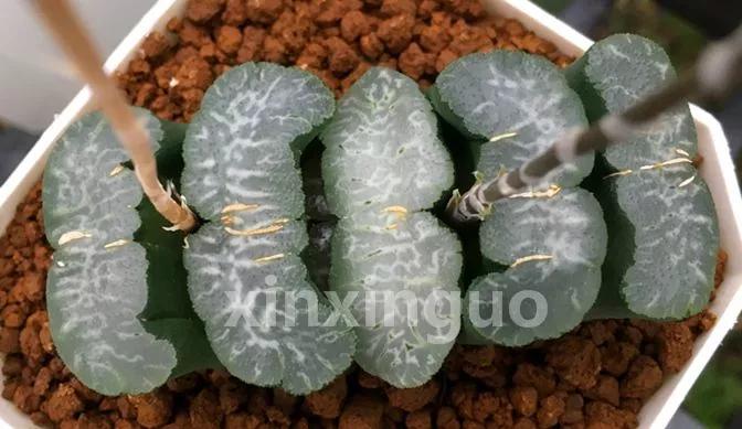 郭氏---台湾行之李瑞斌大棚及布楚礼多肉植物园游记