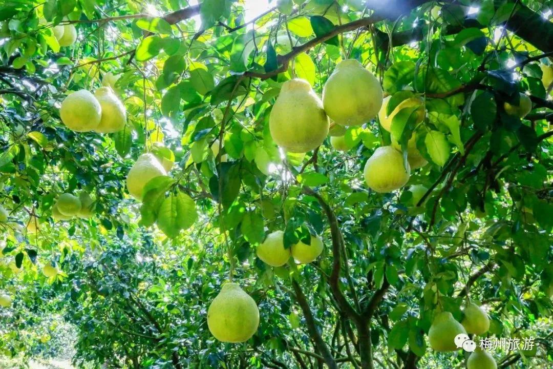 当丰收节遇上中秋节,当中秋节遇上教师节美食
