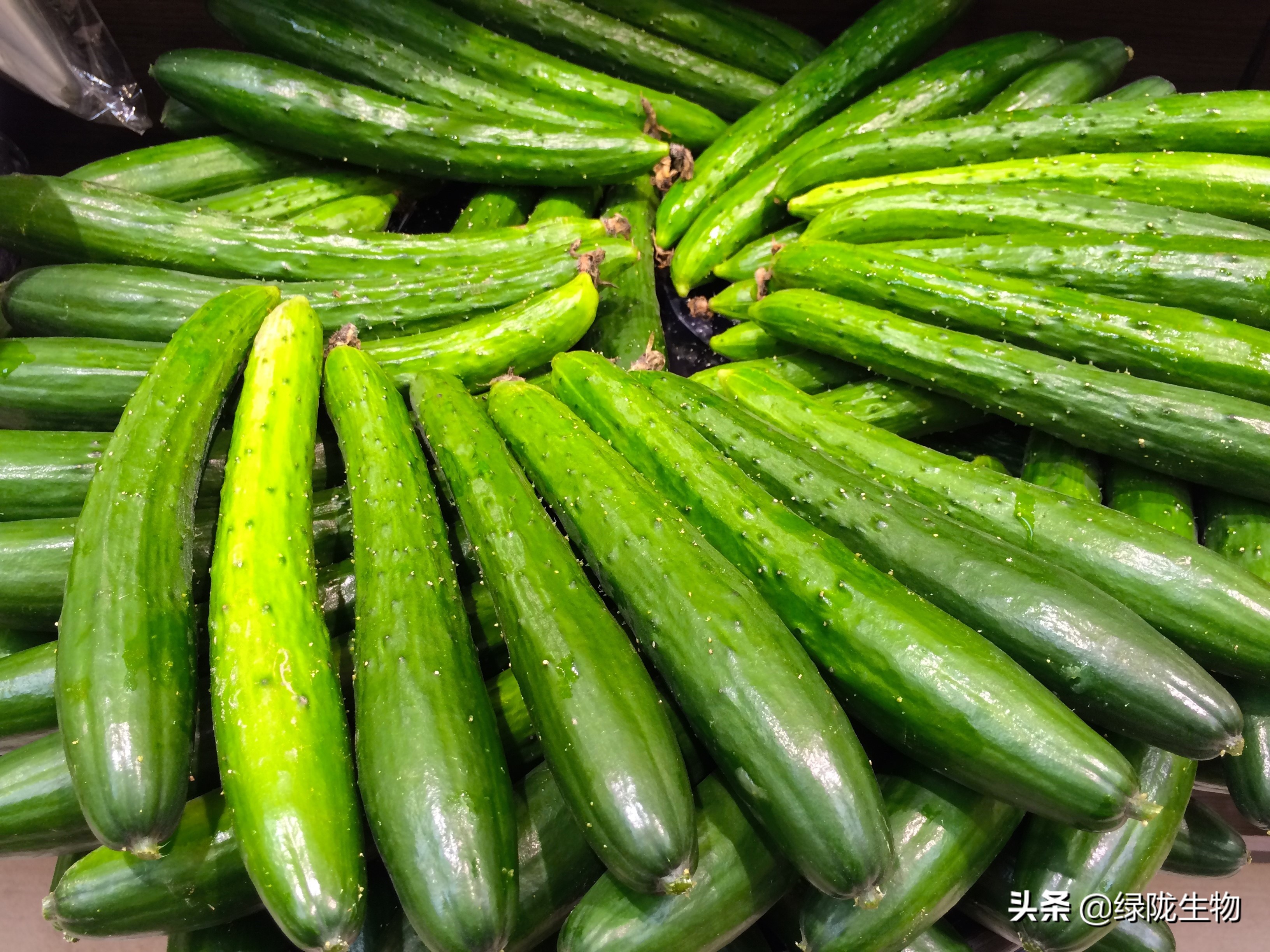 黄瓜黄头怎么解决,黄瓜黄点子病怎么防治