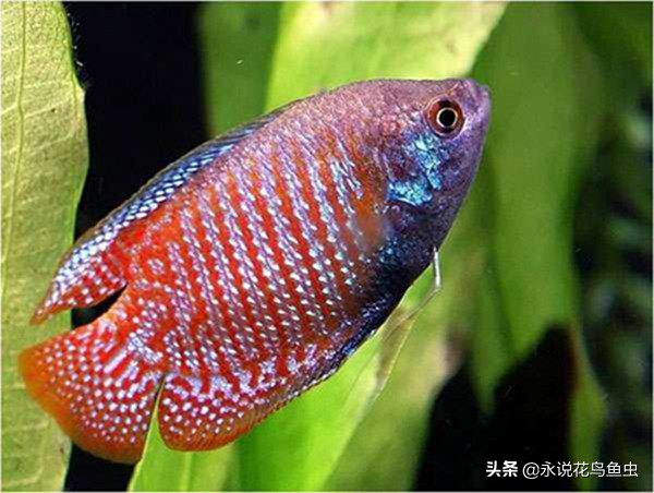 推荐一些好养的漂亮的小型热带鱼 (十大最好养又好看的热带鱼)