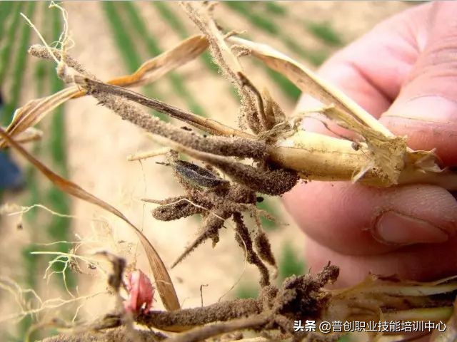 小麦种深了苗黄苗弱怎样补救管理,小麦旺苗冻害怎么补救