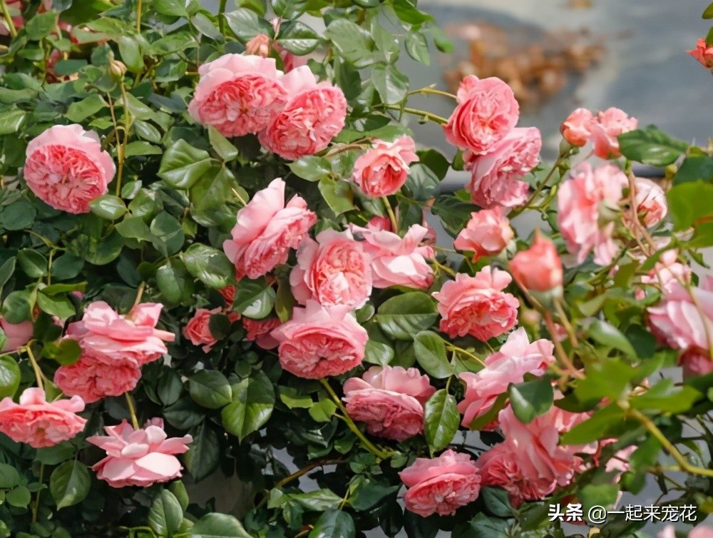 不容错过的花卉盛宴,不可错过的月季