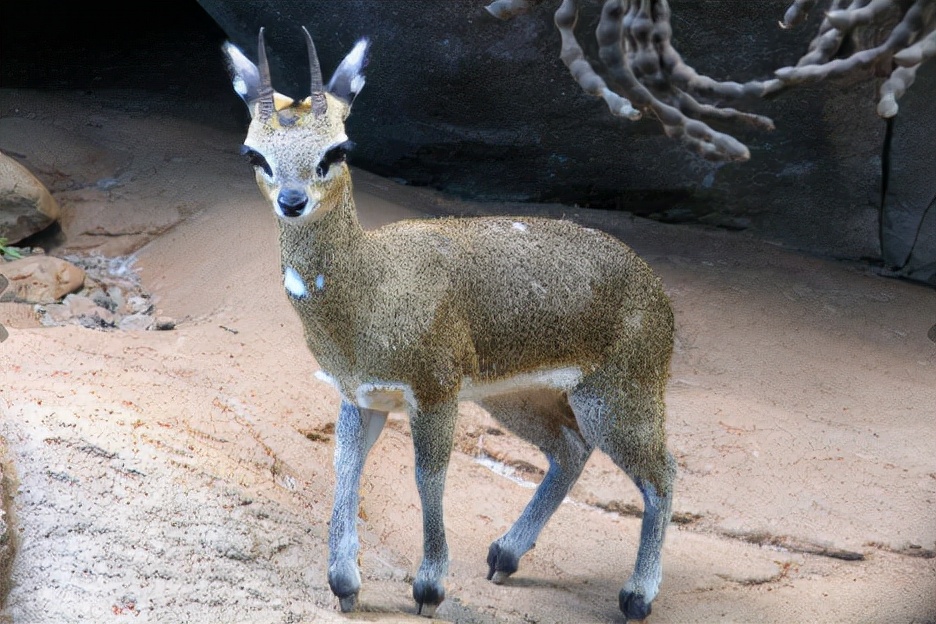 世界上最可爱的10种动物,世界上十种最可爱的动物