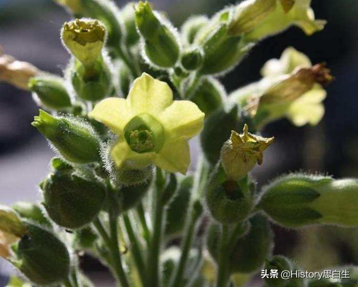 吸烟史翻译,吸烟史超过20年