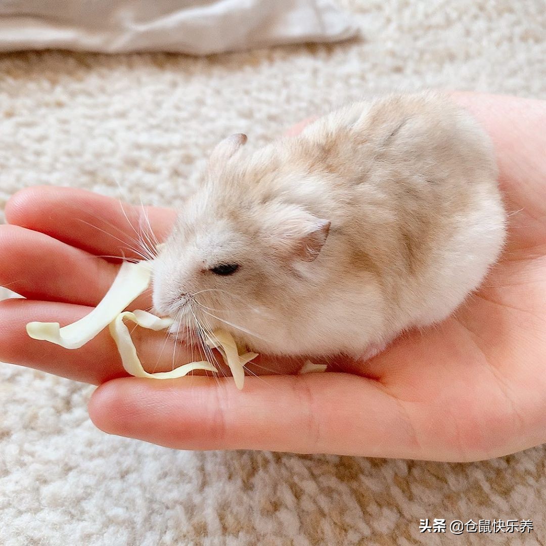 仓鼠刚到家如何防应激,仓鼠一天不吃鼠粮怎么办