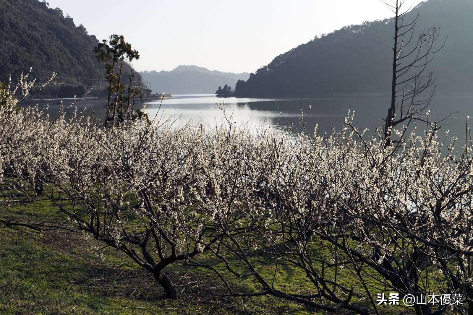 不先一步感受春天的到来吗日本全国华丽的梅花名胜