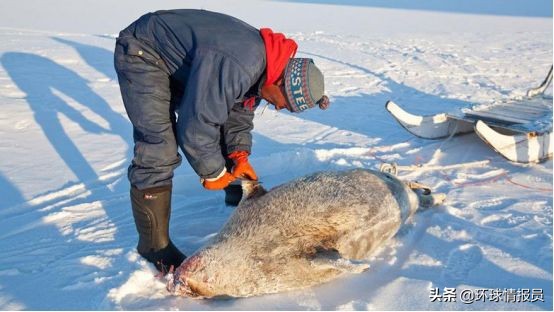 脱欧！位于北美的格陵兰岛，为何在1985年脱离了欧盟（欧共体）？