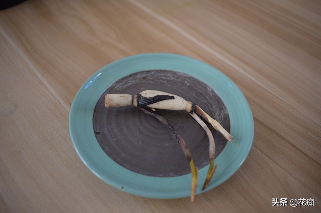 说好的碗莲呢?养了3年,连一朵花都没见,最后只收获一堆菜藕