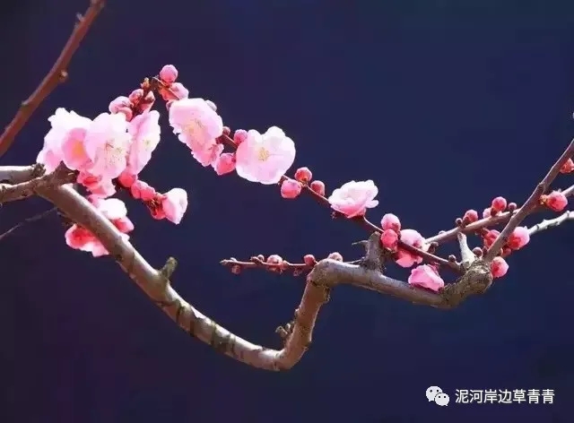 鼠年最佳20副春联,鼠年最佳10副春联