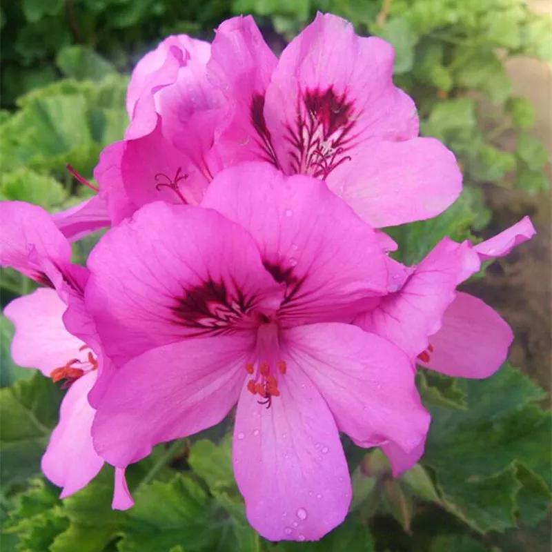 10种天竺葵,天竺葵100种图片大全