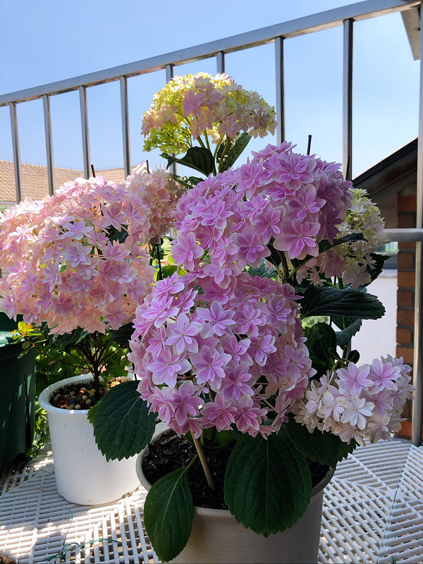 富贵花开什么花最好,花开富贵的花有几种