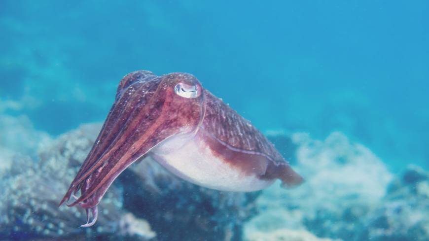 三个不可思议的外星生命新发现,有史以来最厉害的外星生物