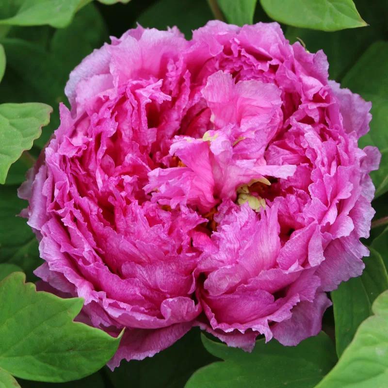 国色天香牡丹花雍容华贵,花中之王国色天香牡丹花