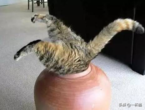 一根猫、一滩猫、一架猫，喵星人逆天姿势大全