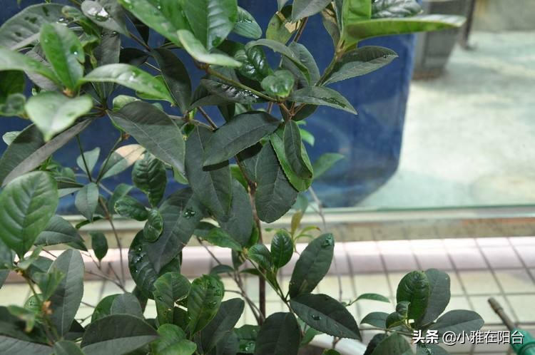 老桩造型桂花盆栽怎么养,盆栽桂花怎么养才能爆盆