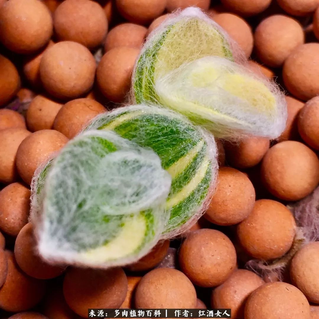 记录走过的美景留下美好的回忆,记录走过的每一段美好时光