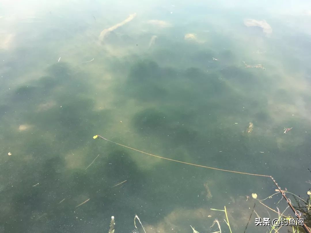 路亚钓黑鱼的技巧手法,路亚钓黑鱼手法操作和技巧视频