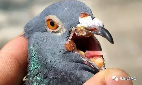 毛滴虫性妇科炎症最快治疗方法,玉鸟毛滴虫治疗最好方法