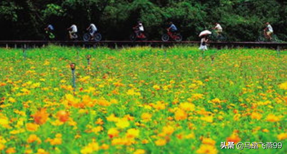 苏州相城区水果采摘园推荐,苏州枇杷樱桃采摘园