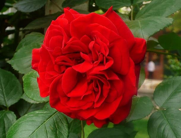 1到100朵红玫瑰花的寓意和花语,助人为乐善良可爱是哪种花的花语