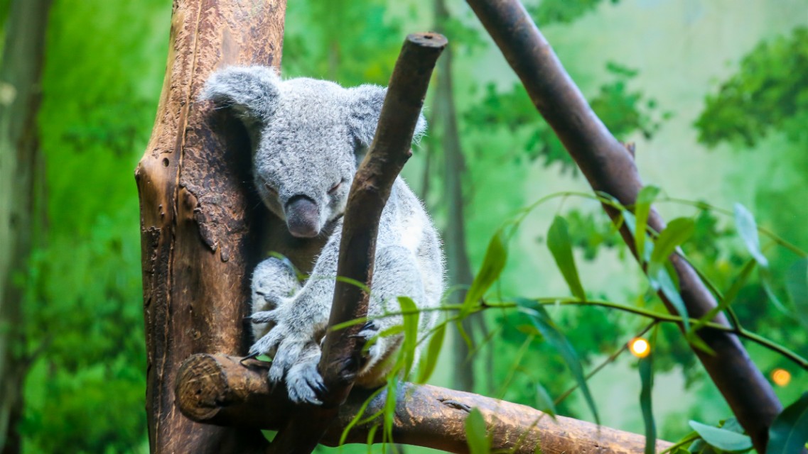 长隆野生动物园开车进去攻略,长隆野生动物园南门步行攻略
