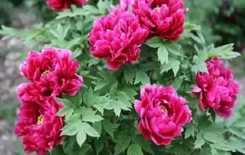 以桂花为市花的城市有哪些,中国每个城市的市花是什么