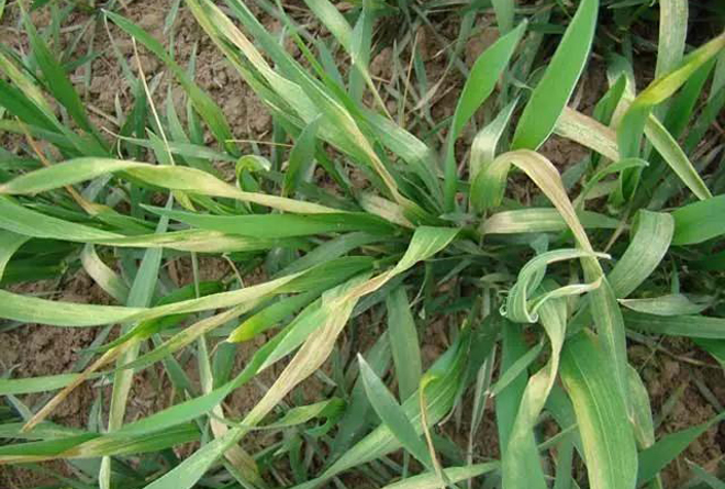 近期低温给农业带来的影响,农业如何应对气温低温