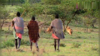 最激烈狮子打架,狮子被一群狮子群殴