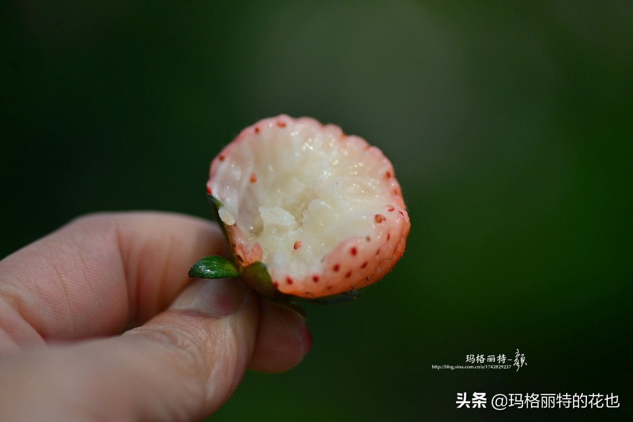 花园里种树莓吗,树莓在庭院里如何种植