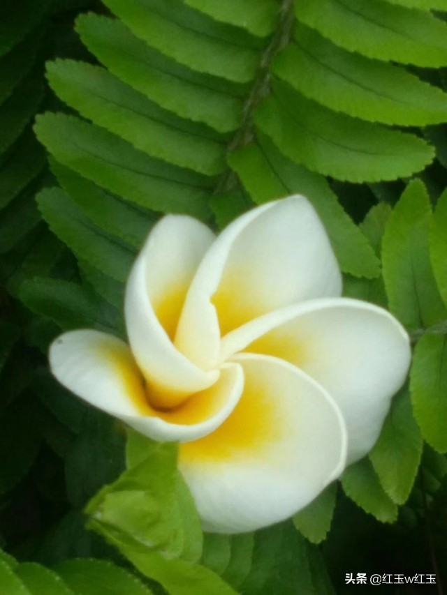 云南抗疫律诗选 (湖北抗疫七律诗)