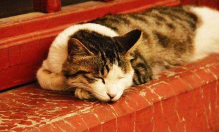 猫咪烫伤了皮掉了怎么办,小猫猫烧伤了怎么办