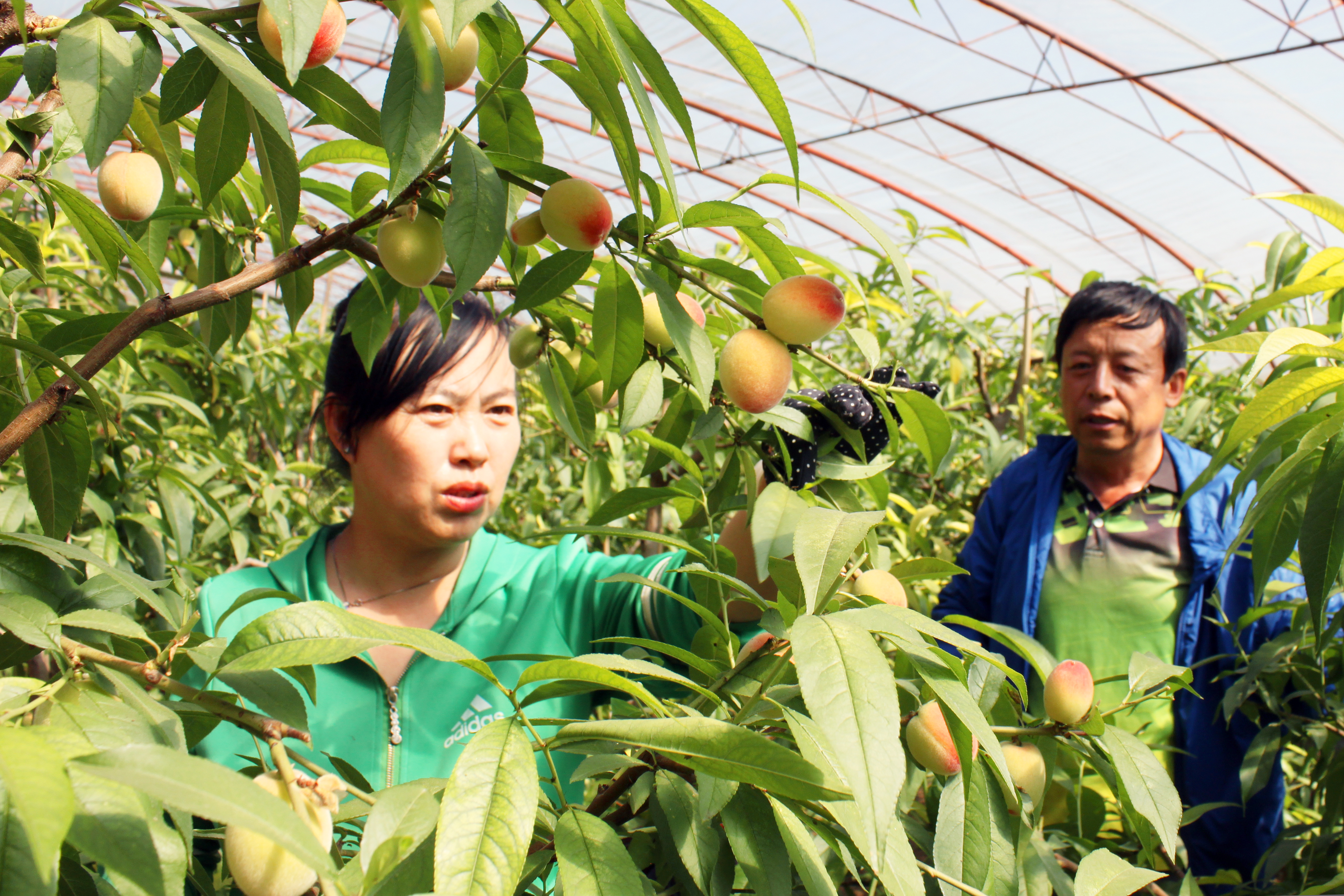 包头市一家科技特派员工作站和两家星创天地获内蒙古自治区后补助项目资金支持