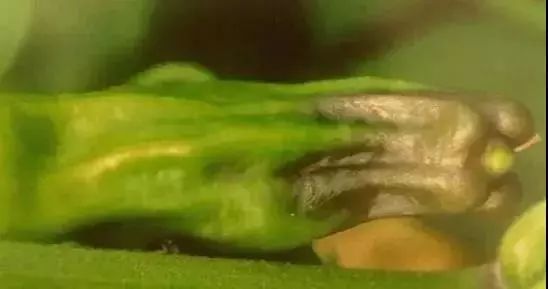 辣椒病害怎么治,吡唑醚菌酯能防治辣椒的哪些病害