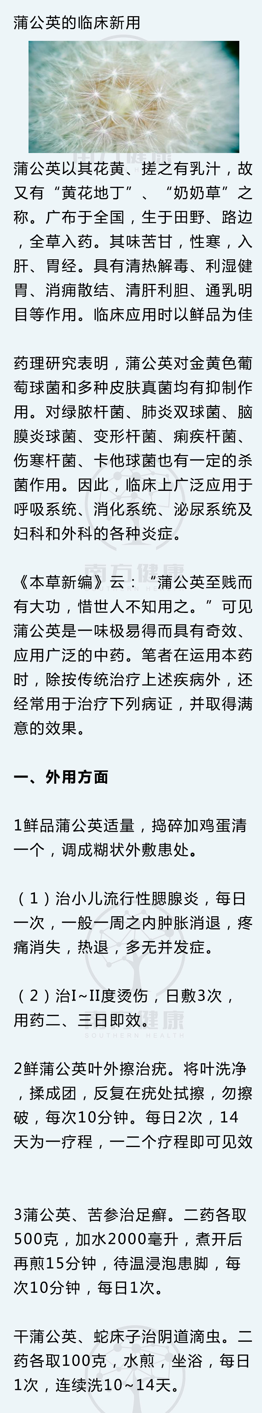 蒲公英怎么处理可入药,蒲公英治什么病最好还可以怎么吃