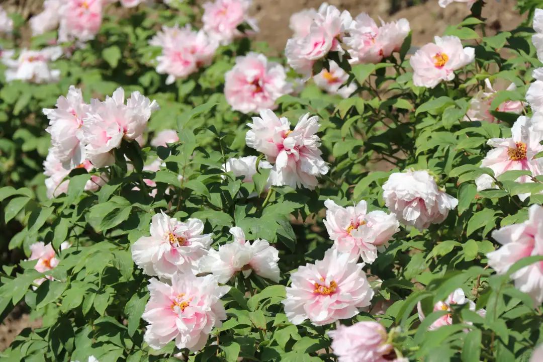 陆游春节的诗,陆游写的关于成都的诗