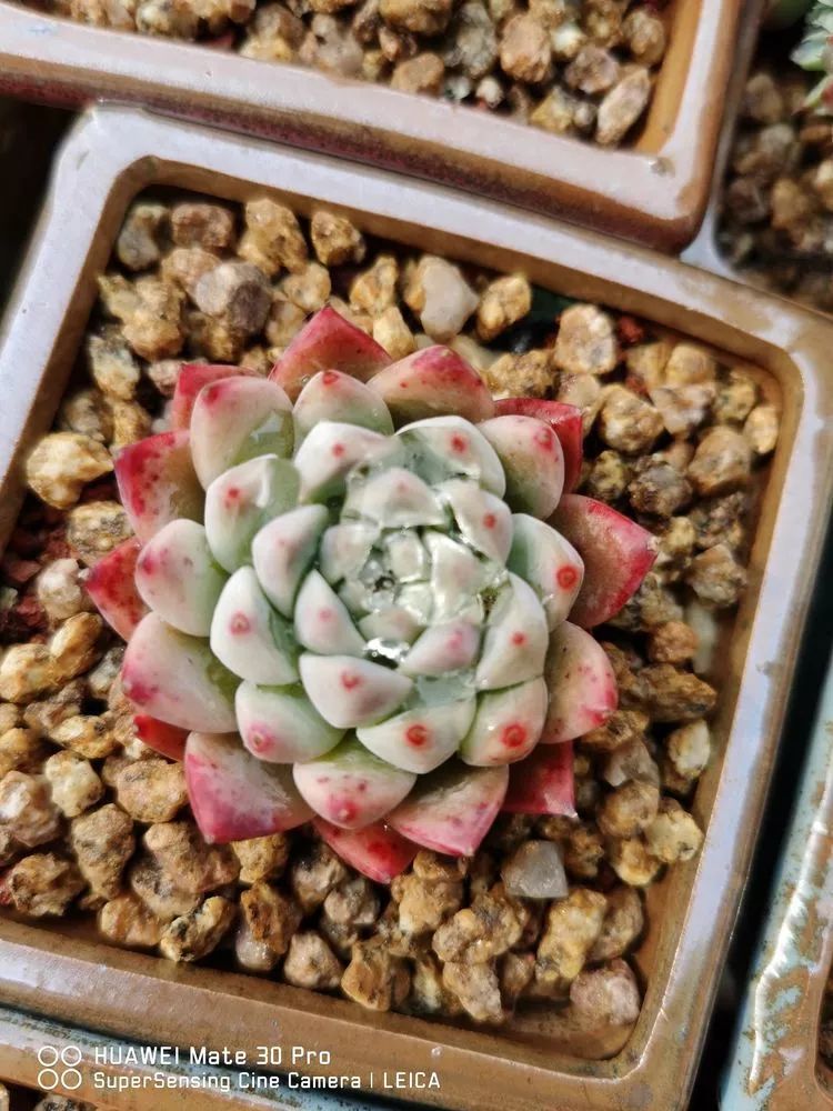 冬日如何更好地养多肉,冬天可以户外养护的多肉