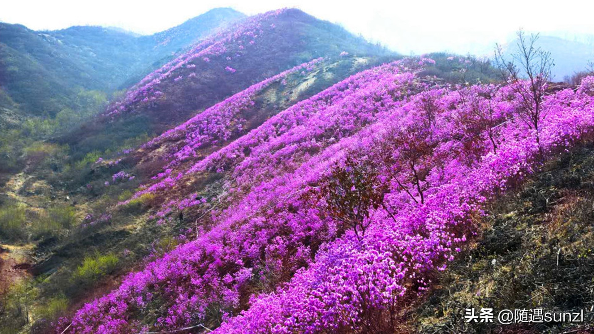 岫岩黄岭子映山红景区简介,岫岩开映山红在哪个地方